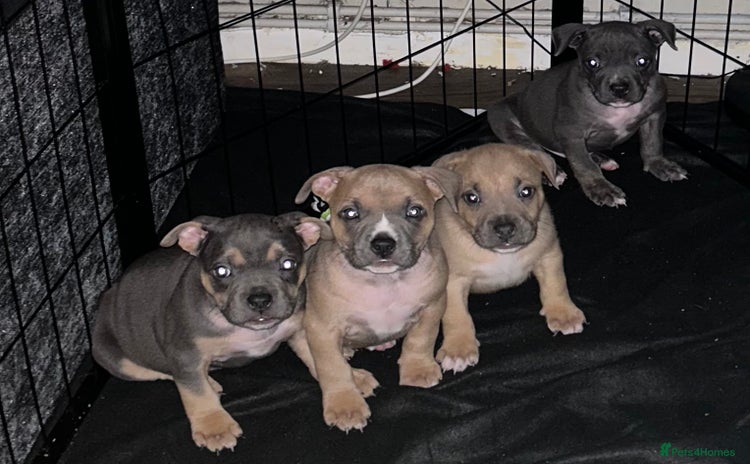 Mixed Breed dogs - Advert 3