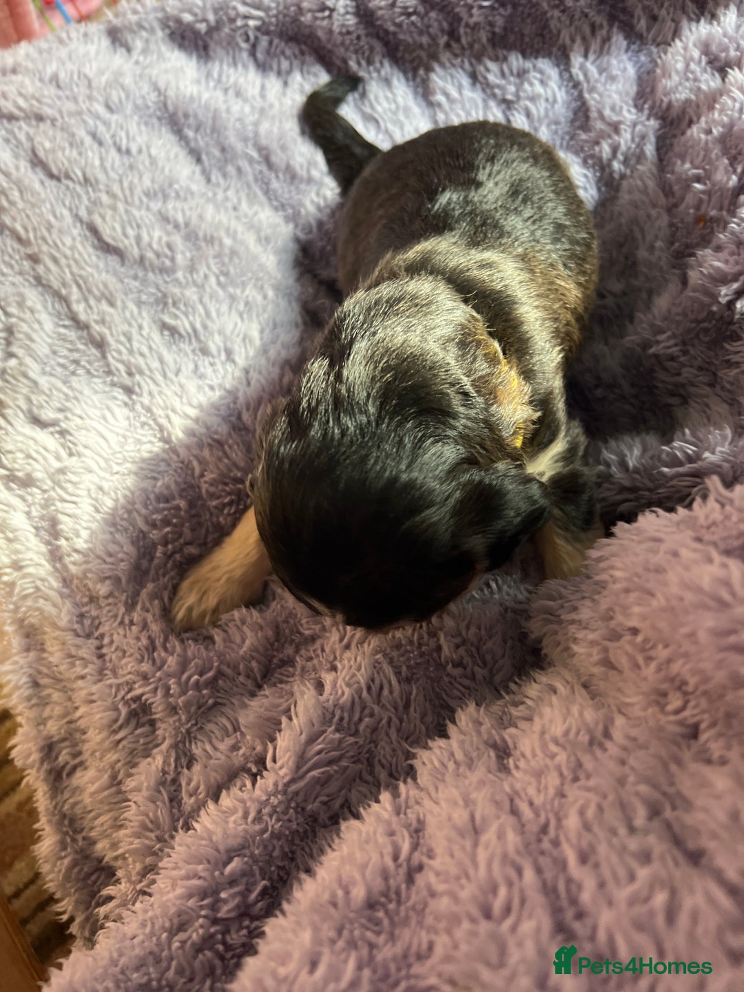 Cockapoo dogs for sale: F1b Cockerpoo puppies. - Image 38