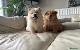 Chow Chow dogs for sale: Chow chow last 1 red female in picture  - Image 10