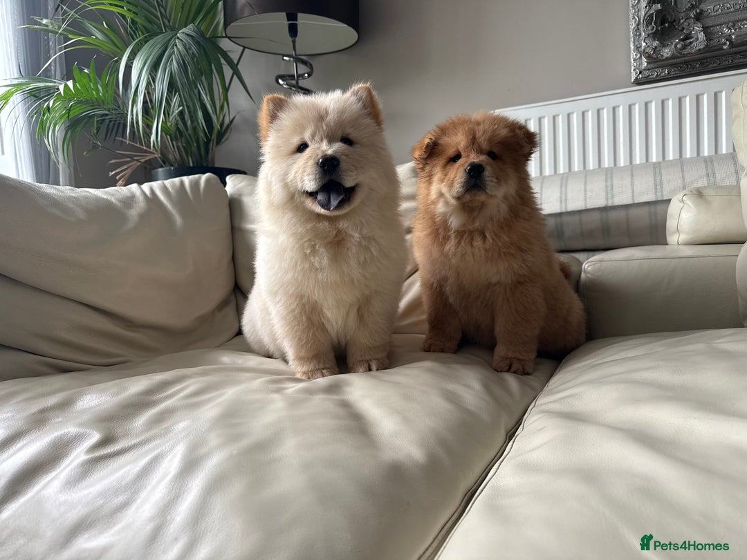 Chow Chow dogs for sale: Chow chow last 1 red female in picture  - Image 10
