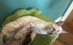 Bengal cats for sale: Unbelievably friendly TICA reg kittens  - Image 36