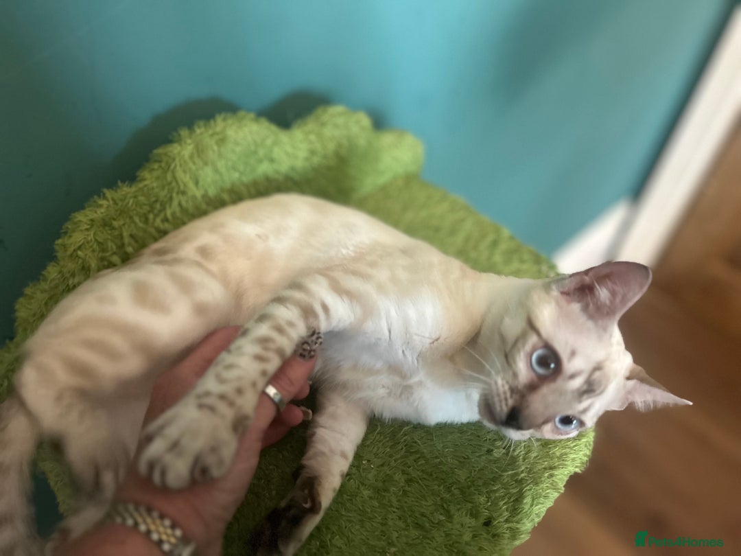 Bengal cats for sale: Unbelievably friendly TICA reg kittens  - Image 36