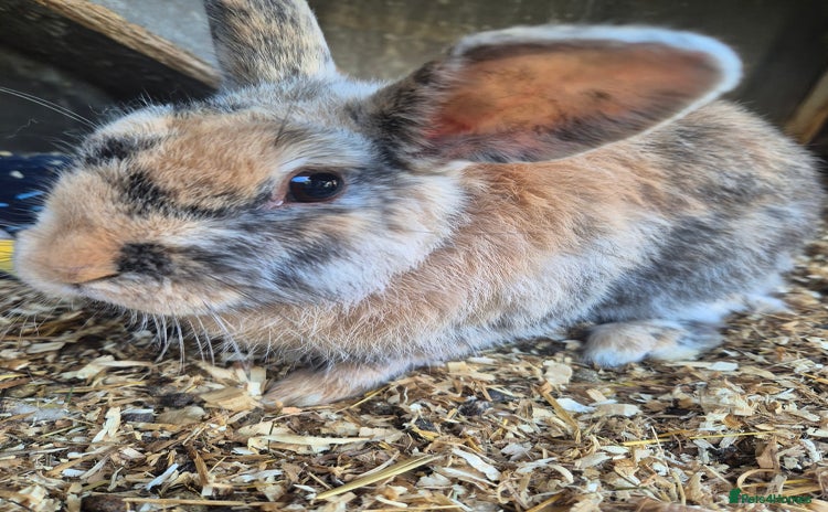 English rabbits - Advert 3