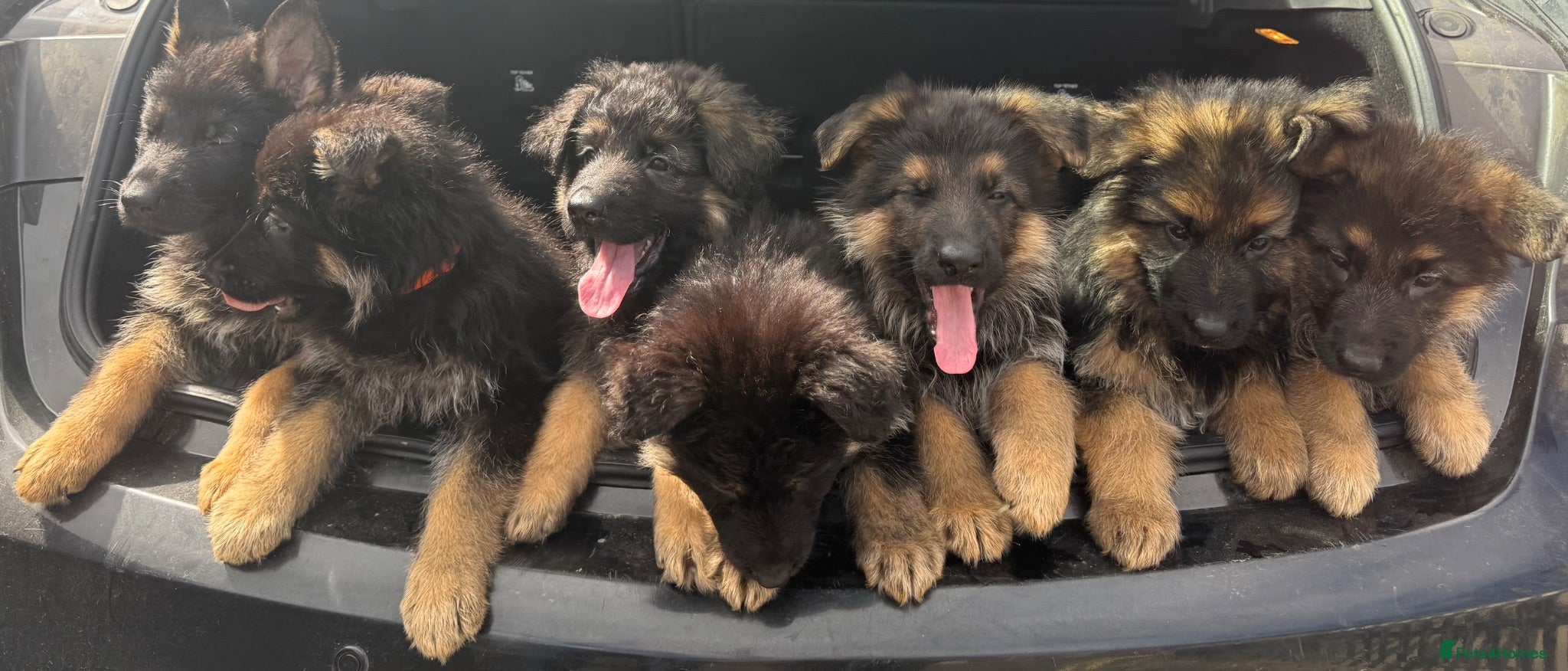 German Shepherd dogs German shepherd pups  - Advert 2