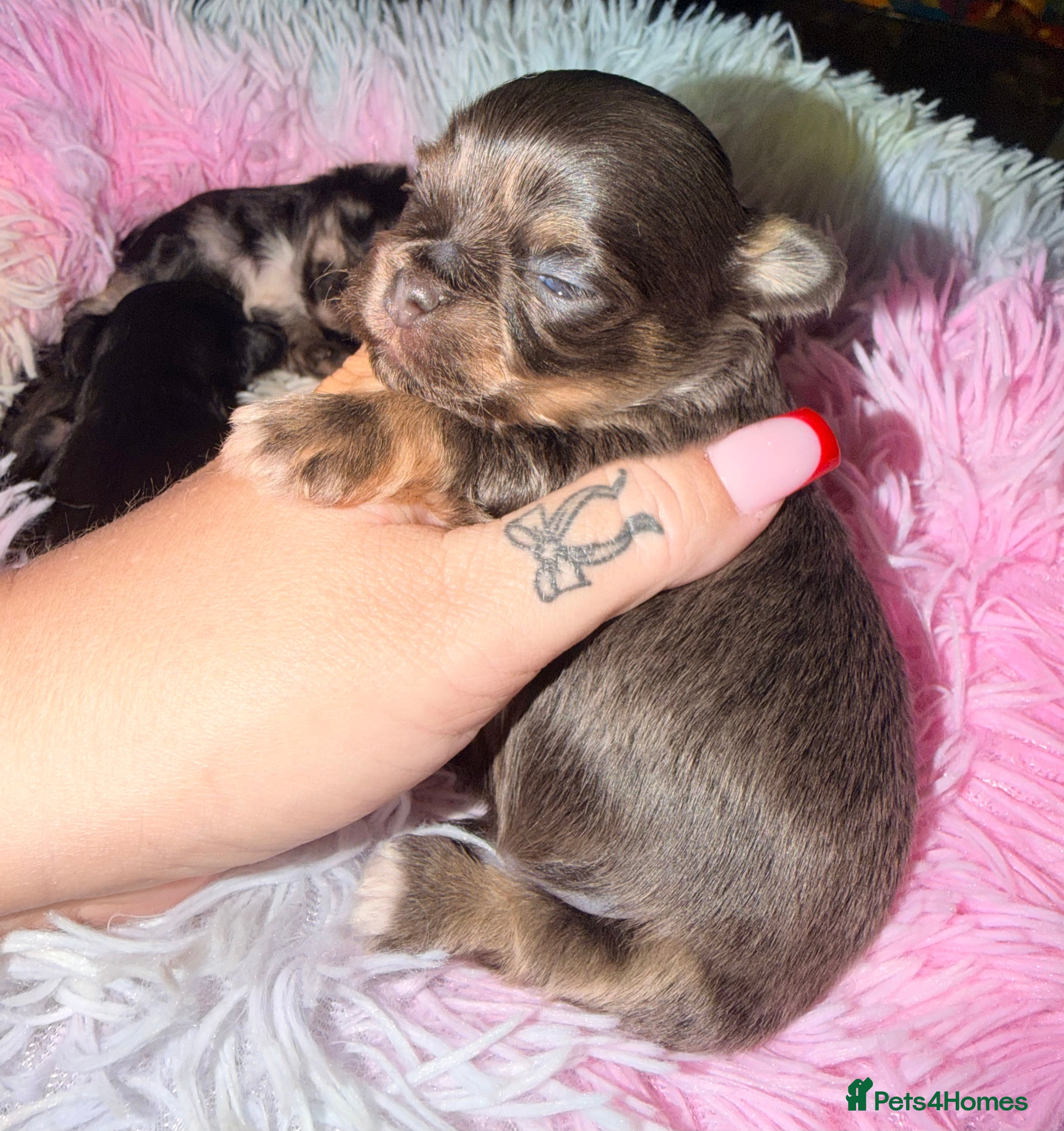 Mixed Breed dogs Tini malchi puppies  - Advert 11