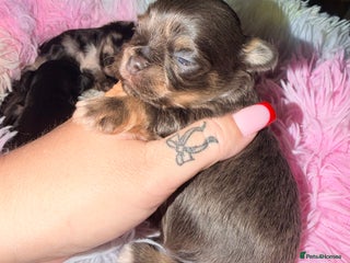 Mixed Breed dogs Tini malchi puppies - Advert 11