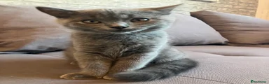 British Shorthair 1