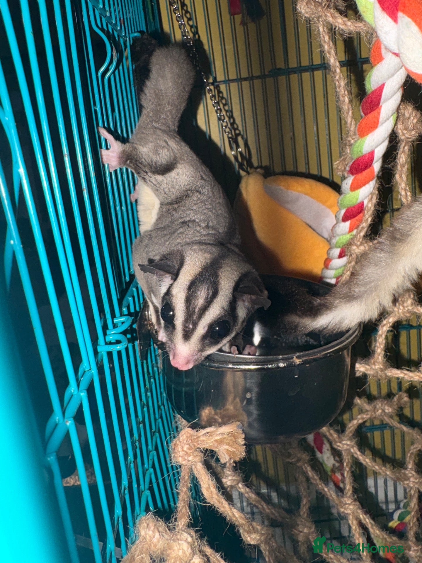 Sugar Glider rodents Sugar gliders  - Advert 1