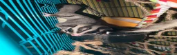 Sugar Glider rodents for sale: Sugar gliders  - Advert 1