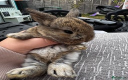 Mini Lop rabbits for sale: Mini Lop Babies ready to reserve - Image 27