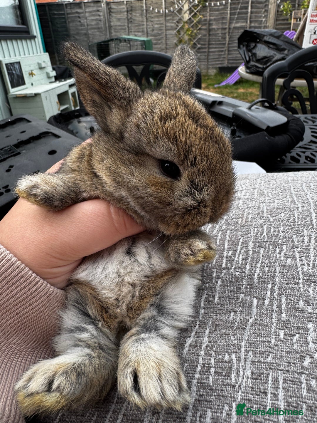 Mini Lop rabbits for sale: Mini Lop Babies ready to reserve - Image 27