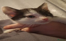 Mixed Breed cats for sale: £50 for a pair READY NOW 8 week old kittens - Image 2