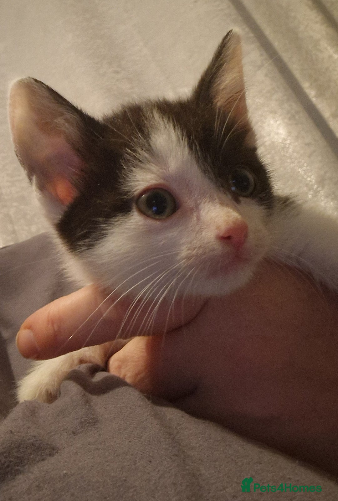 Mixed Breed cats for sale: £50 for a pair READY NOW 8 week old kittens - Image 2