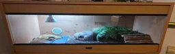 Leopard Gecko reptiles for sale: Leopard gecko and set up - Advert 2