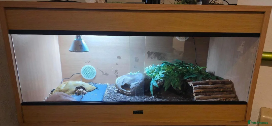 Leopard Gecko reptiles for sale: Leopard gecko and set up - Advert 2