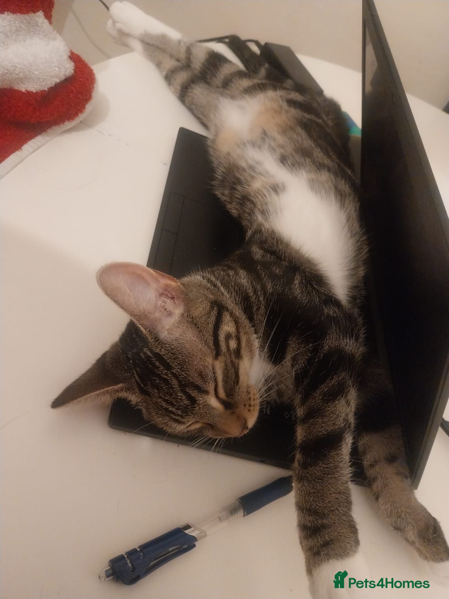 Mixed Breed cats  Sweet girl kitten is looking for loving home  - Advert 2