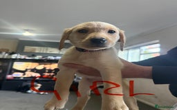 Labrador Retriever dogs for sale: Labrador  - Image 3