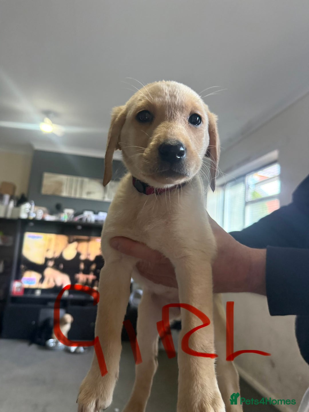 Labrador Retriever dogs for sale: Labrador  - Image 3