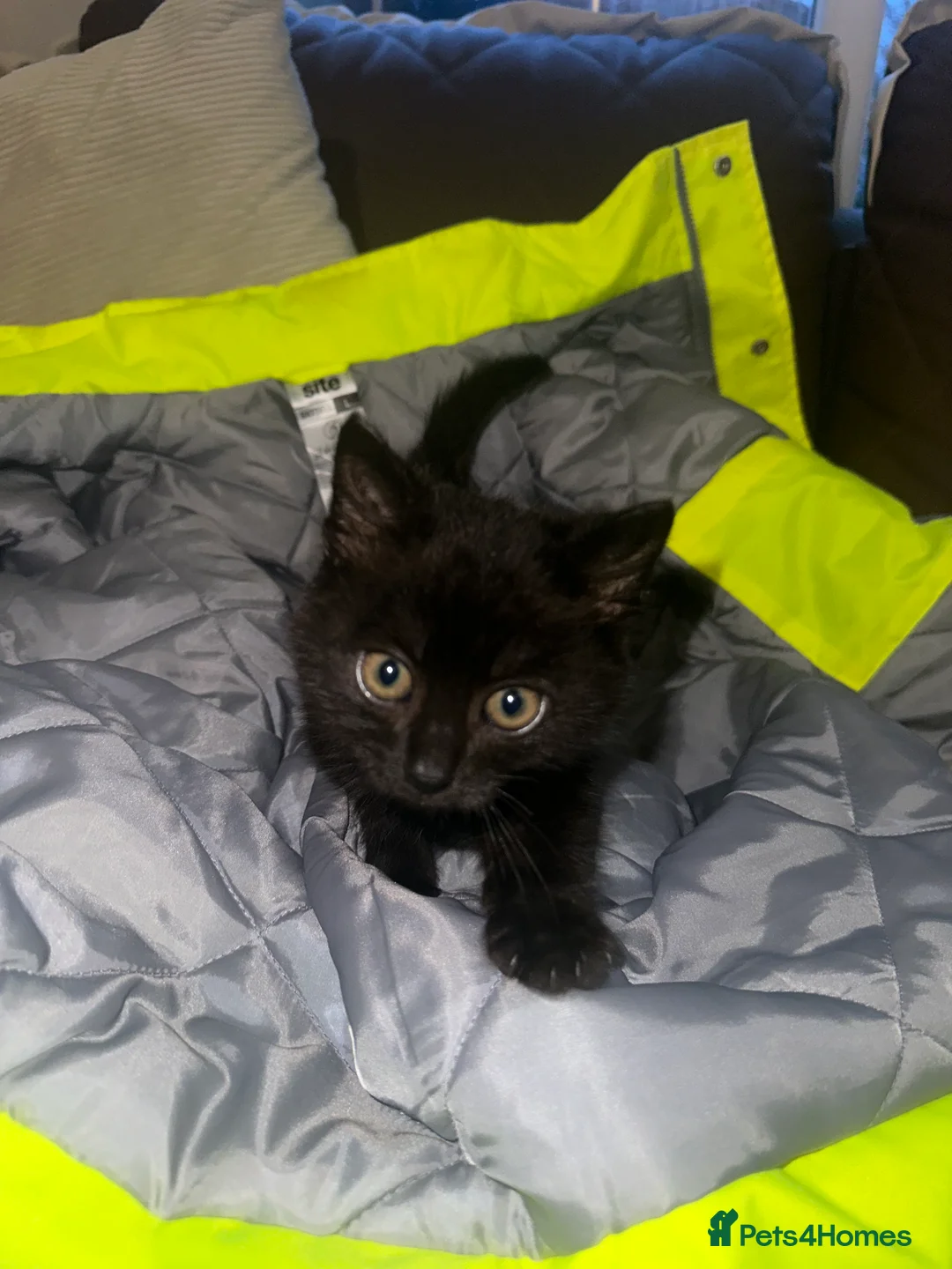 Mixed Breed cats for sale: 2 very loving kittens for sale  - Advert 4