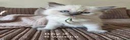 Ragdoll cats for sale: 5 beautiful Ragdoll kittens in Morecambe - Advert 11