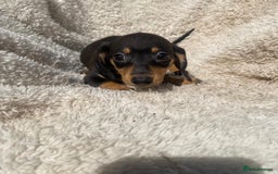 Miniature Dachshund dogs for sale: True To Type Miniature Dachshunds  - Image 6