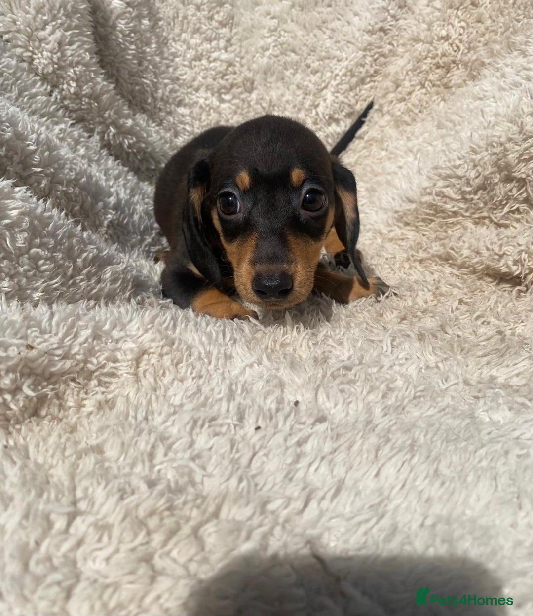 Miniature Dachshund dogs for sale: True To Type Miniature Dachshunds  - Image 6