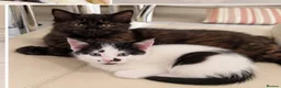 Mixed Breed cats for sale: 🐾 3 Kittens Looking for Their Forever Homes 🐾 - Advert 4