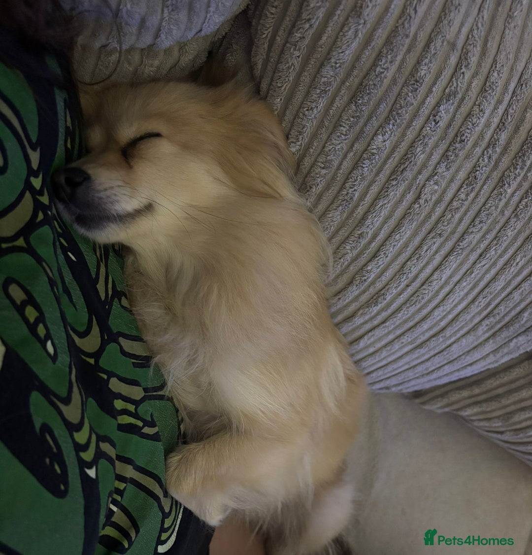 Pomeranian dogs for sale: Female Pomeranian  - Advert 2