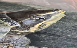 Turtle reptiles for sale: Turtle and setup - Image 13