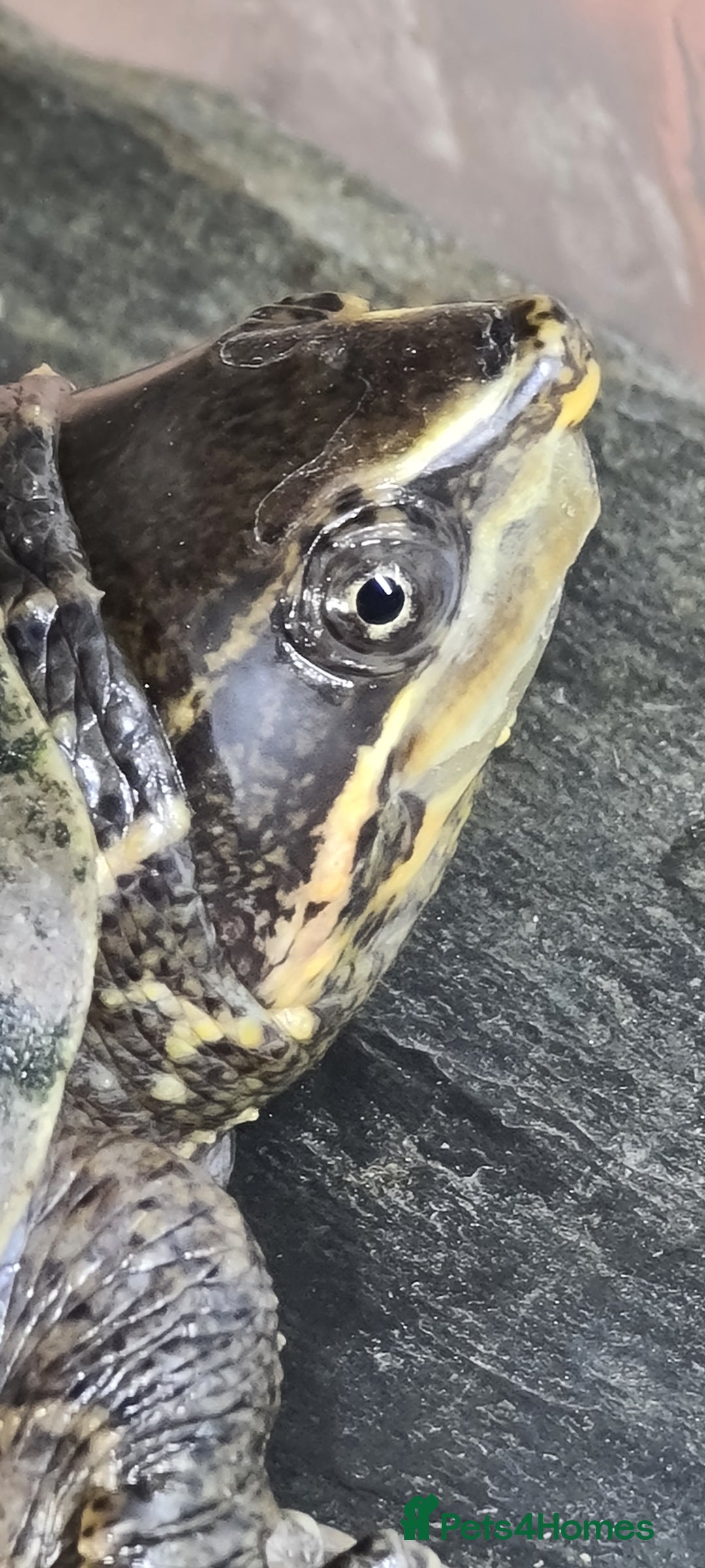 Turtle reptiles for sale: Turtle and setup - Image 13