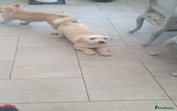 Shihpoo dogs for sale: George- 1 year old poodle shih tzu cross - Advert 2