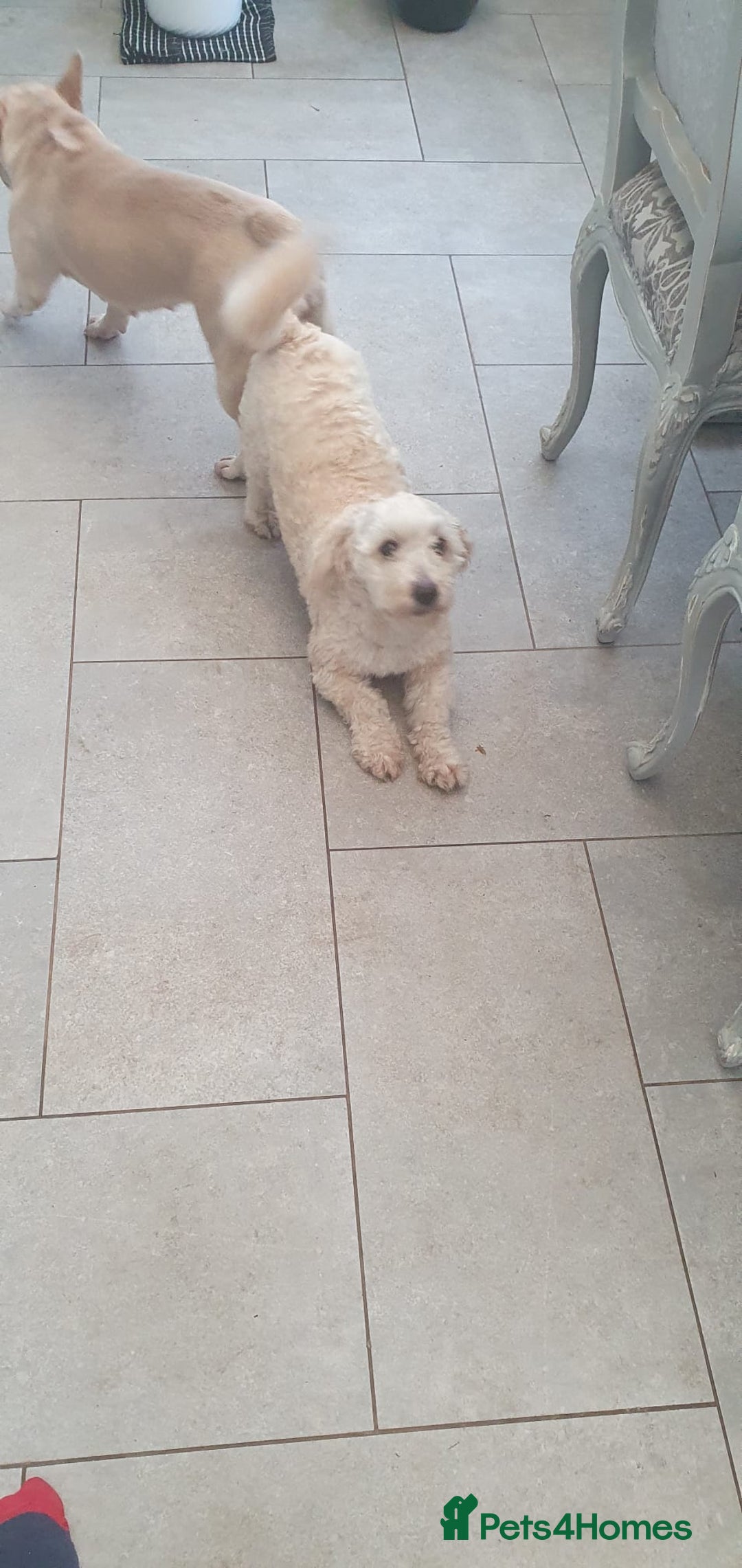 Shihpoo dogs for sale: George- 1 year old poodle shih tzu cross - Advert 2