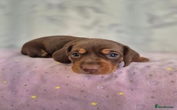 Dachshund dogs for sale: Miniature dachshund puppies PRA CLR - Image 19