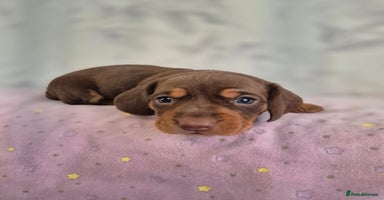 Dachshund dogs - Advert 1