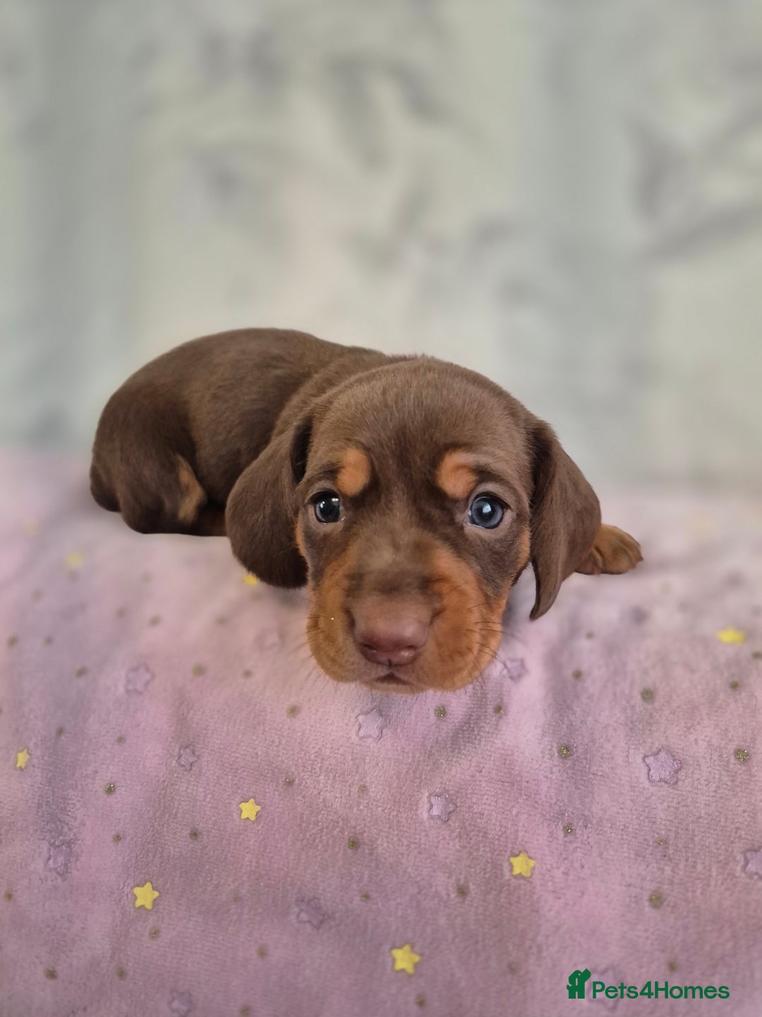 Dachshund dogs for sale: Miniature dachshund puppies PRA CLR - Image 19