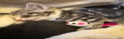 Mixed Breed cats for sale: Beautiful little kittens - Advert 17
