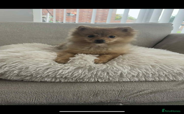 Pomeranian dogs - Advert 1