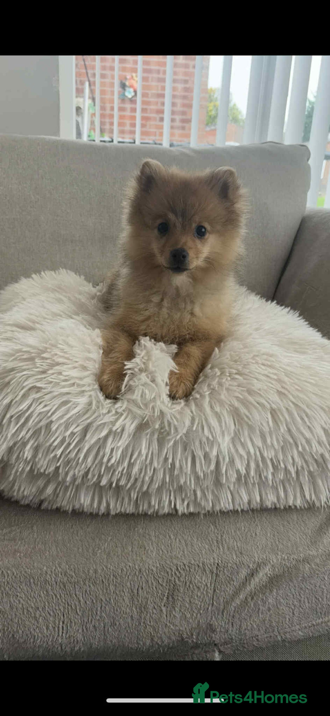 Pomeranian dogs for sale: chase 3 month old pom - Image 1