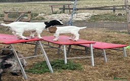 Goats livestock for sale: Pygmy and Pygmy cross bore babies - Image 5