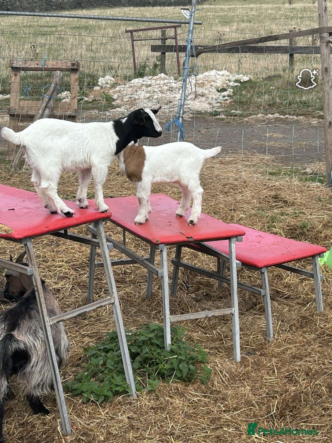 Goats livestock for sale: Pygmy and Pygmy cross bore babies - Image 5