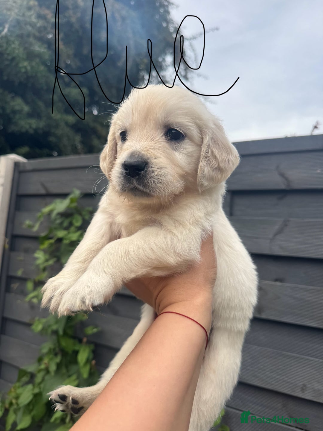 Golden Retriever dogs for sale: Golden puppies  - Image 21