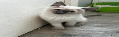 Smudge 