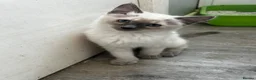 Mixed Breed cats for sale: Seal point? Male kitten for sale  - Advert 9
