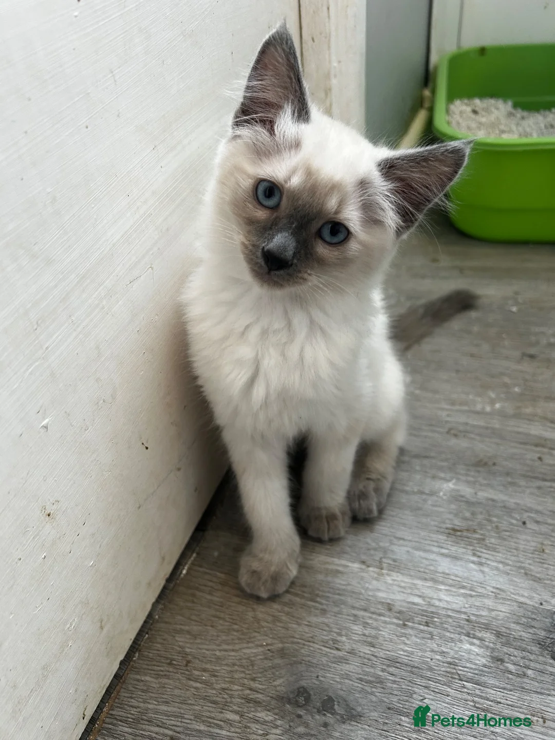 Mixed Breed cats for sale: Seal point? Male kitten for sale  - Advert 9