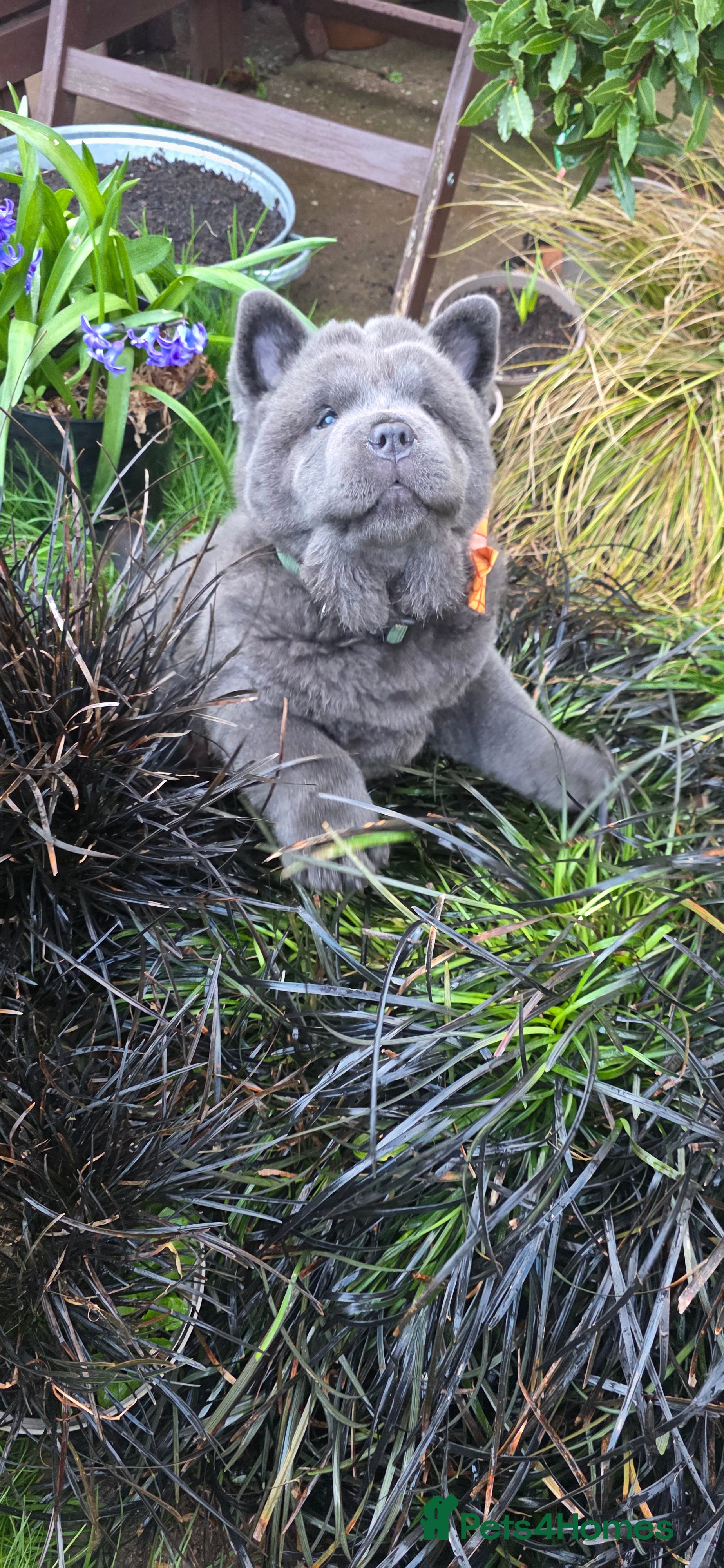 Chow Chow dogs Blue Smooth KC boy - Advert 6