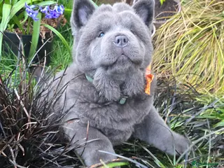 Chow Chow dogs Blue Smooth KC boy - Advert 6