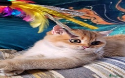 British Shorthair cats for sale: NY12 GOLDEN BSH BOY READY TO GO! - Image 4