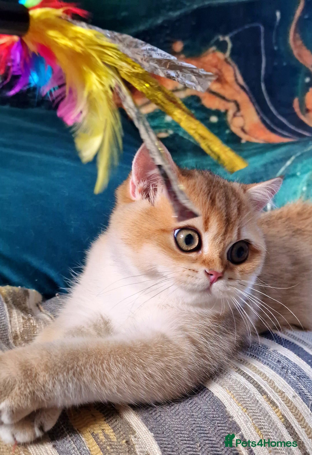 British Shorthair cats for sale: NY12 GOLDEN BSH BOY READY TO GO! - Image 4