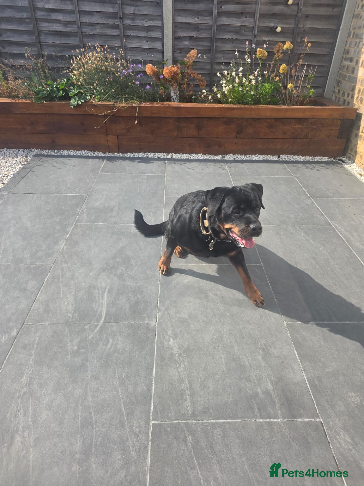 Rottweiler dogs Hi i have my rottweiler for sale  - Advert 1