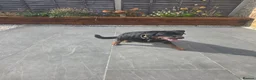 Rottweiler dogs for sale: Hi i have my rottweiler for sale  - Advert 1